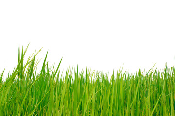Fototapeta premium Zbliżenie zielony ryżu pole na białym tle