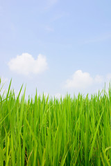 Obraz premium Zbliżenie na zielone pole ryżowe na białym tle