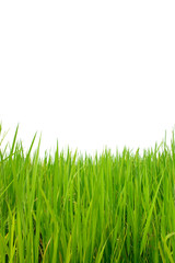 Fototapeta premium Zbliżenie na zielone pole ryżowe na białym tle