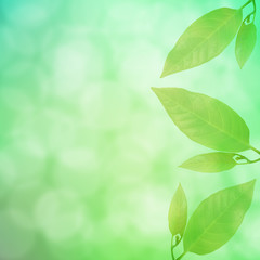 Abstract spring season green color  and leaves background