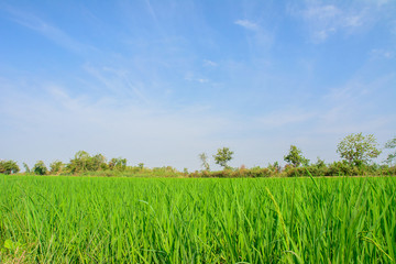 Fototapeta premium Green rice field with blue sky background in countryside.
