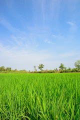 Fototapeta premium Green rice field with blue sky background in countryside.