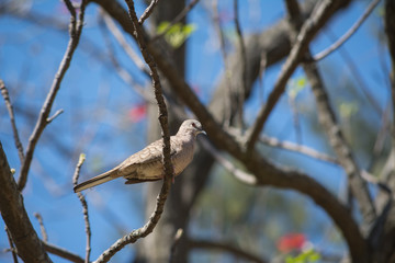 Pájaro paciente mira hacia adelante.