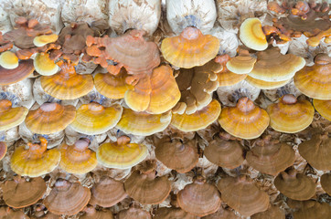 Lingzhi (Ganoderma lucidum)