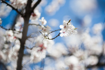 Apricot blossom in Pakistan