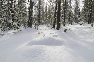 Snowy winter forest