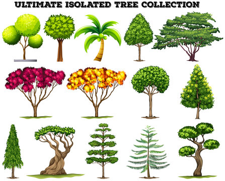 Ultimate isolated tree collection set