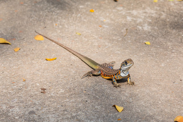 Butterfly Agama Lizard