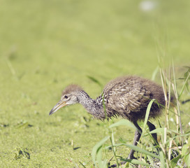 Limpkin Baby Bird