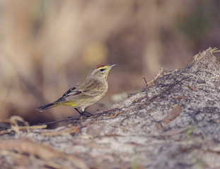 Fototapeta premium Palm Warbler Bird
