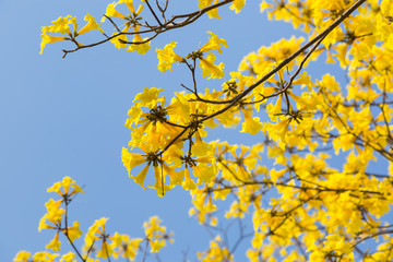 Golden Trumpet flower