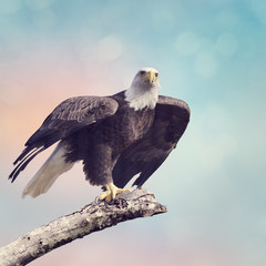 Bald Eagle (Haliaeetus leucocephalus)
