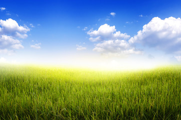 Fototapeta na wymiar Rice field and blue sky abstract background