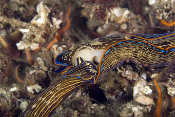 Sea slugs Navanax at underwater California island reef