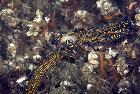 Sea slugs Navanax at underwater California island reef