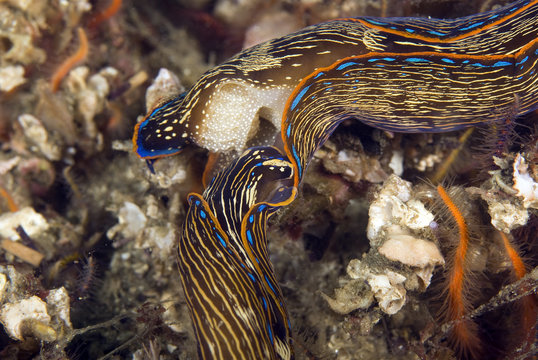 Sea slugs Navanax at underwater California island reef