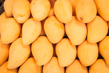 Fototapeta na wymiar Yellow Mangoes on wooden background