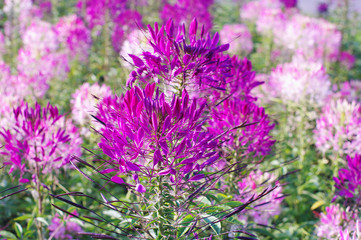 Fototapeta premium purple flowers of Cleoma close-up, local focus, shallow DOF 