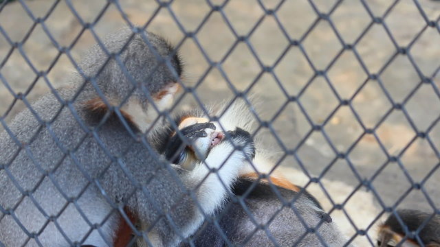 Red-Shanked Douc Langur lying down and let the other find tick on its