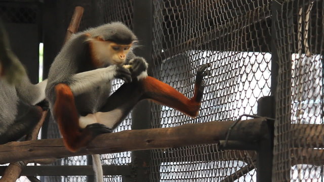 Red-Shanked Douc Langur eating banana in cage