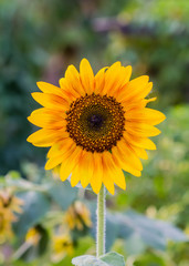 Beautiful sunflowers in the field