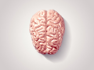 Brain faceted