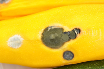 Molded vegetable marrow (zucchini)