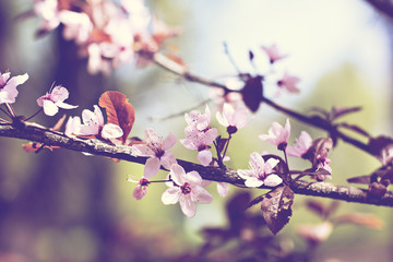 Cherry blossoms on a branch in the sunshine. Tonning photo