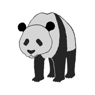 Panda. Isolated object on white background