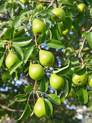 Green pear on the branch
