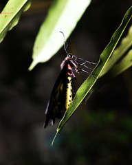 Golden Birdwing butterfly (Troides aeacus) perched on a leaf. Natural green background.