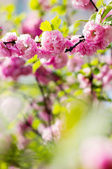 Cherry blossoms on a branch in the sunshine. Tonning photo