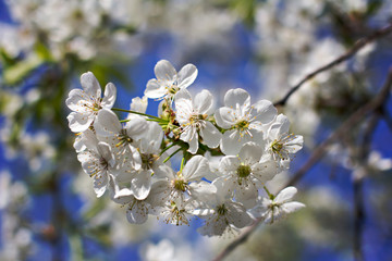 Obraz premium Cherry blossoms on a branch in the sunshine. Tonning photo