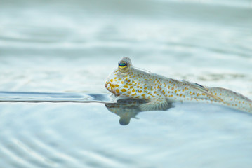 Portrait of a Gold Spotted Mud Skipper