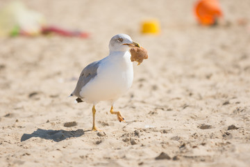 Gull dragged a piece of bread, and runs on the sand beach