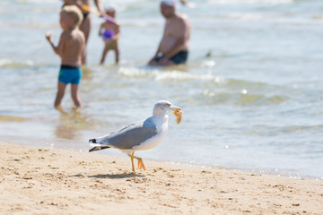 Fototapeta premium Seagull on the beach seaside dragged a piece of bun with holidaymakers