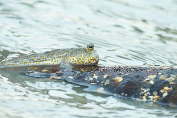 Portrait of a Gold Spotted Mud Skipper