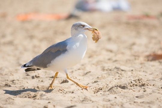 Gull running on the beach with a piece of bun in its beak