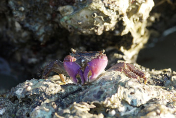 Portrait of a Purple Crab