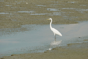 Portrait of a Great White Heron