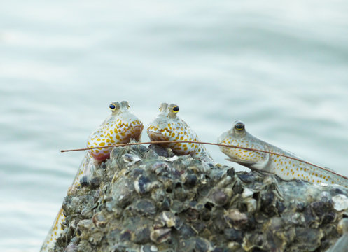 Portrait of a Gold Spotted Mud Skipper