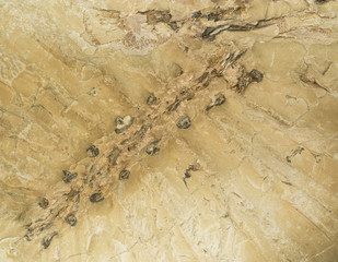 fossil stone texture background