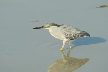 Portrait of a Striated Heron