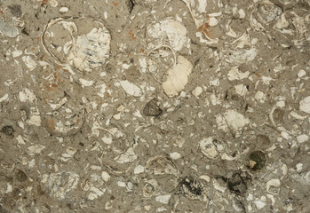 fossil stone texture background © jhk2303