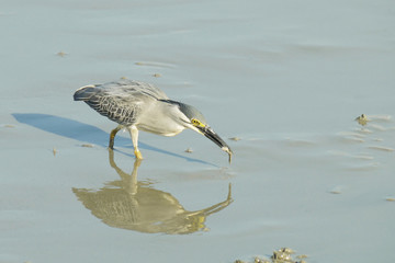 Portrait of a Striated Heron