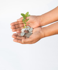 Female hands holding coins and small plant