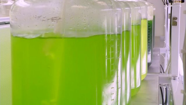 Algae is developed and used by researchers as a biofuel.