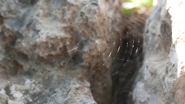 spider web between the stones closeup