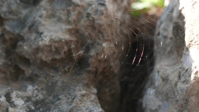 spider web between the stones closeup