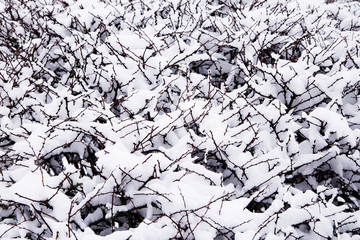 Abstract of snow on bush. Close up of snow covering the branches